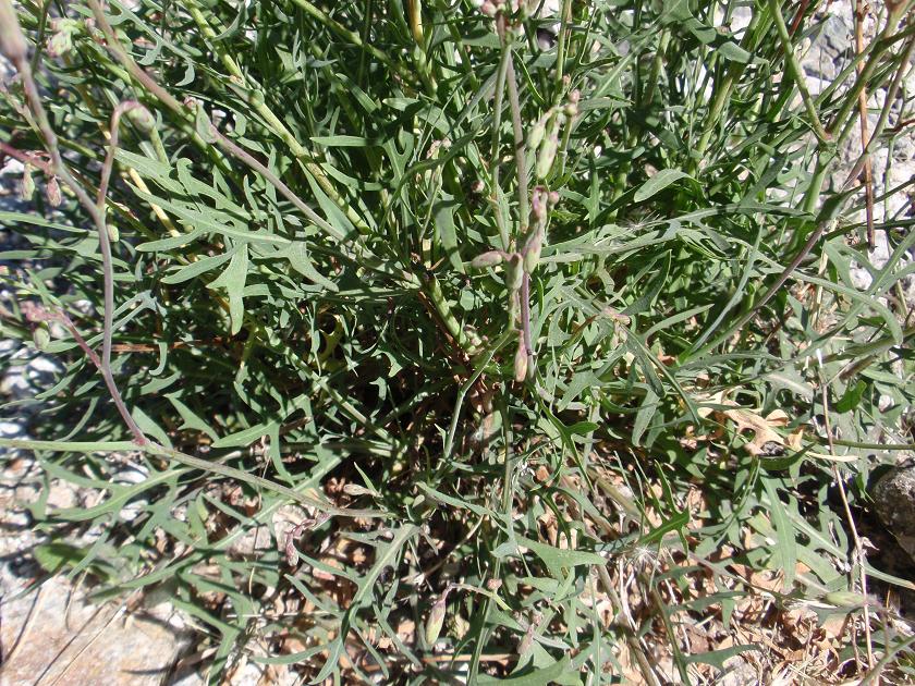 Lactuca perennis