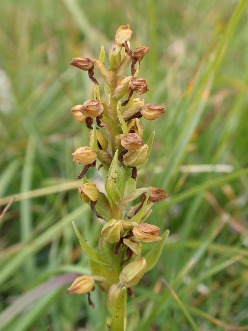 Orchidea dal Trentino: Coeloglossum viride ??