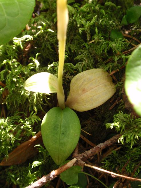 Orchidea dal Trentino:  Goodiera repens ??