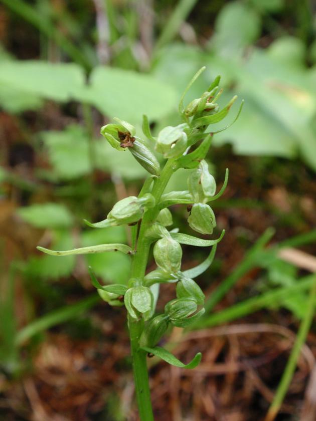 Orchidee dal Trentino: Pseudorchis albida ??