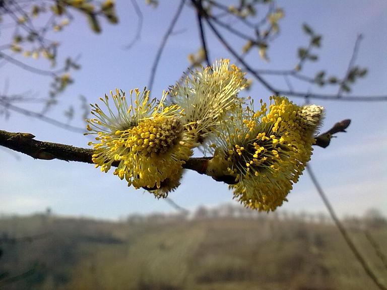 Salix caprea