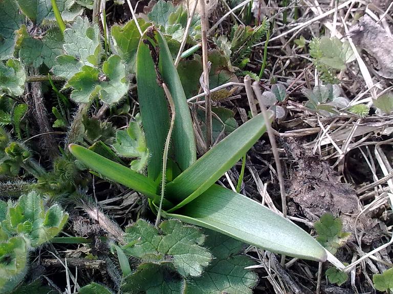 Rosette basali... da identificare!