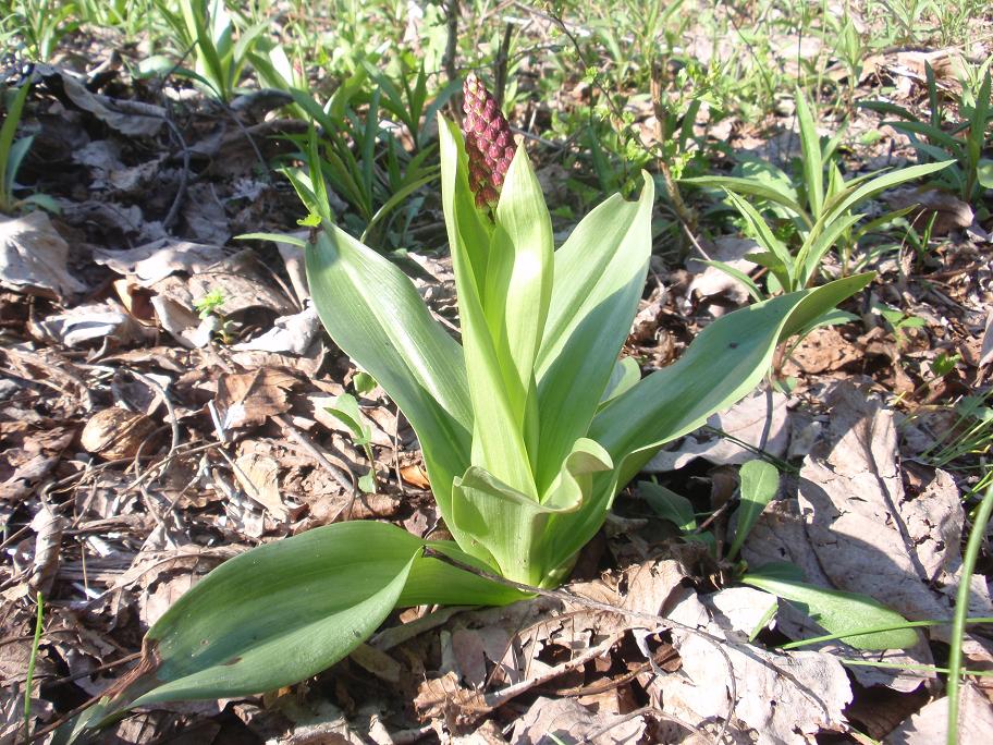 Prima Orchis purpurea in Piemonte