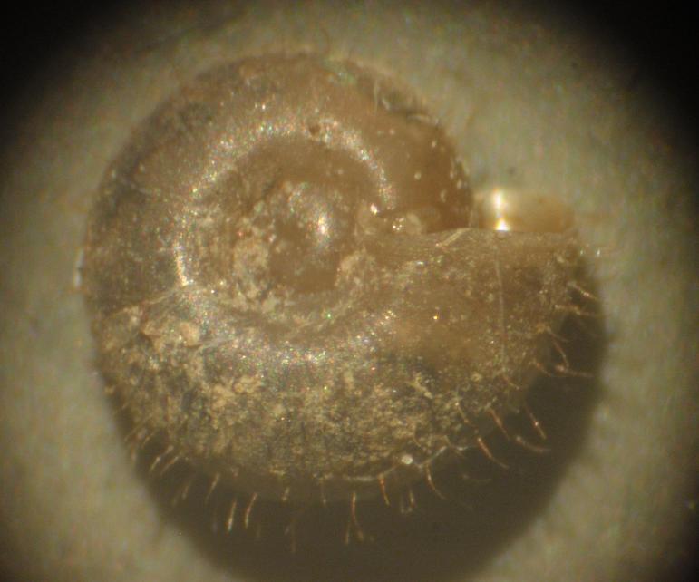 Piccola lumachina pelosa: Helicodonta obvoluta