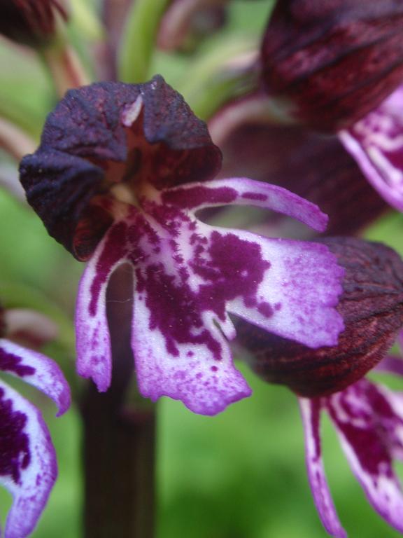 Variabilit di Orchis purpurea!!