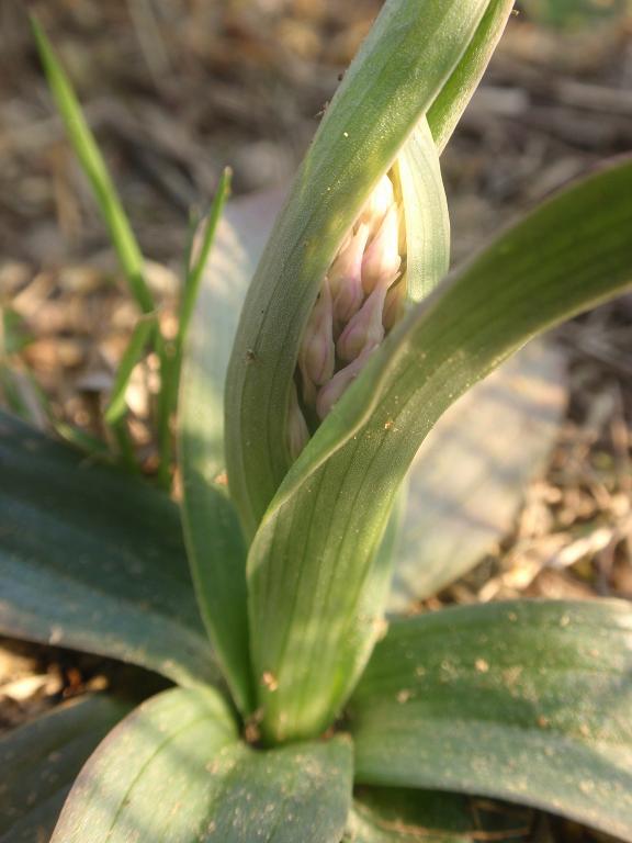 Anche le N. tridentata di preparano!