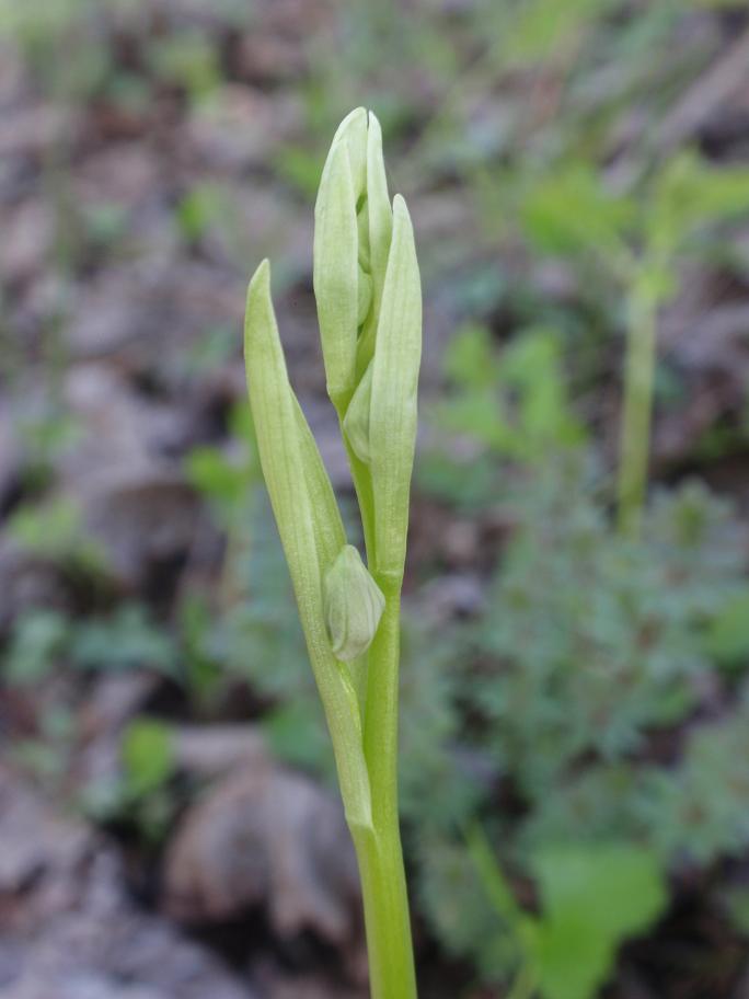 Ophrys insectifera