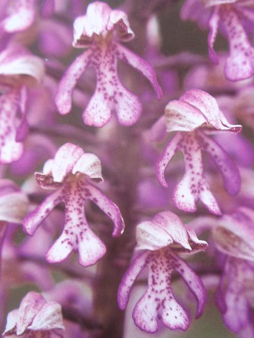 Ancora un''orchidea selvatica da determinare