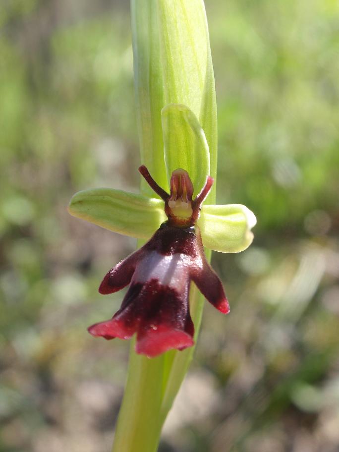 Ophrys insectifera  L. 1753