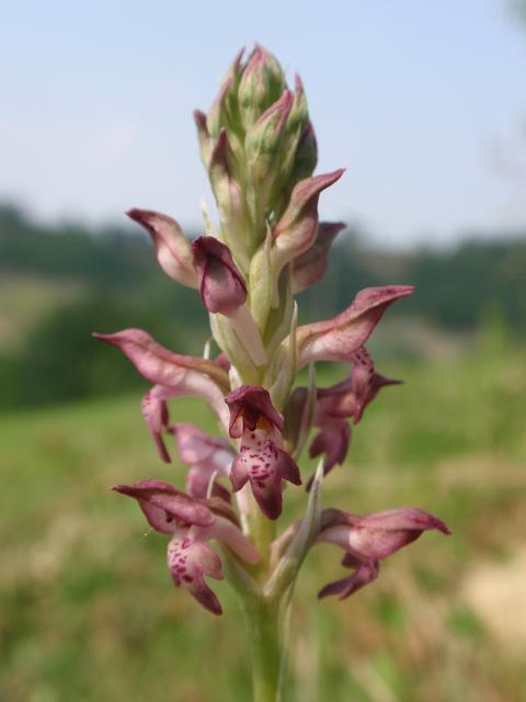 Anacamptis coriophora con impollinatori e...