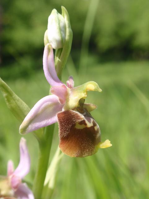 Tutte Ophrys dinarica o... holosericea?!