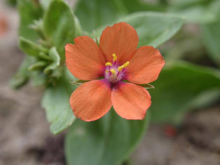 Lysimachia (=Anagallis) arvensis / Mordigallina