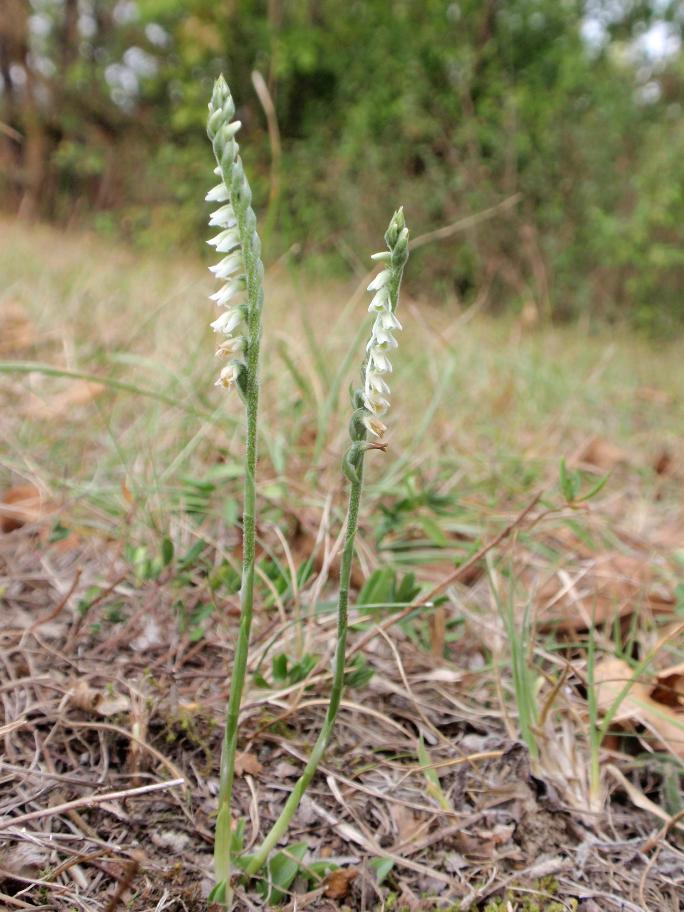 Ancora Spiranthes spiralis