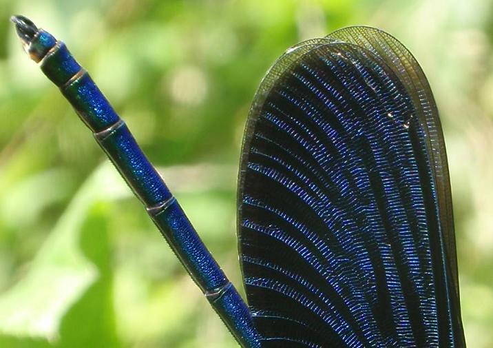 Calopteryx splendens da confermare