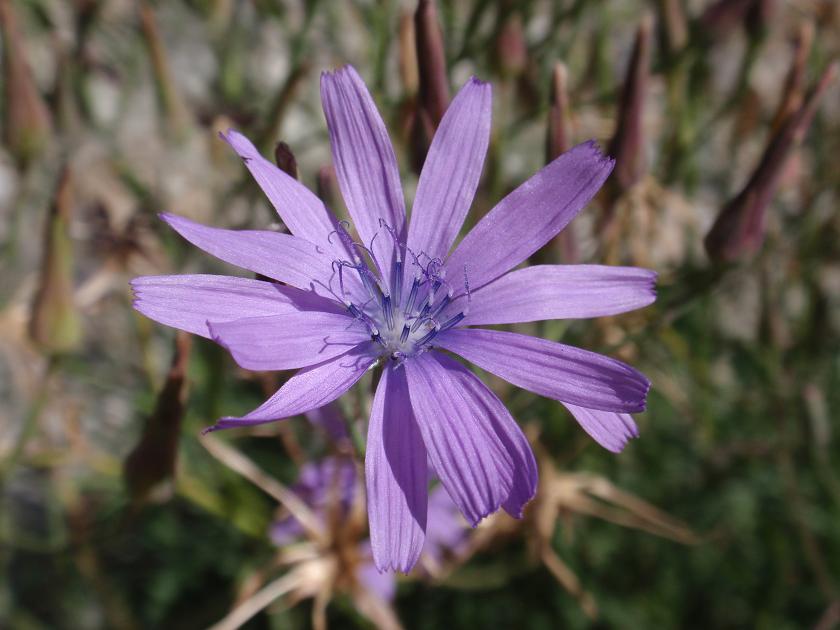 Lactuca perennis