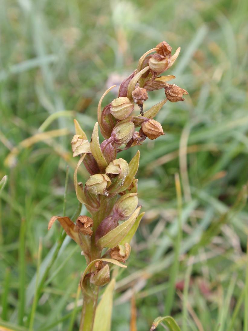 Orchidea dal Trentino: Coeloglossum viride ??