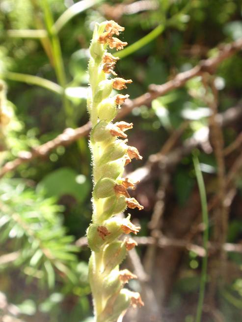 Orchidea dal Trentino:  Goodiera repens ??