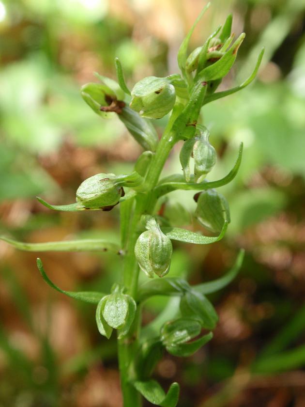 Orchidee dal Trentino: Pseudorchis albida ??