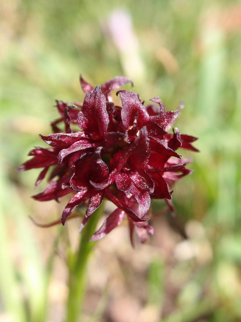 Nigritella nigra subsp. austriaca ?