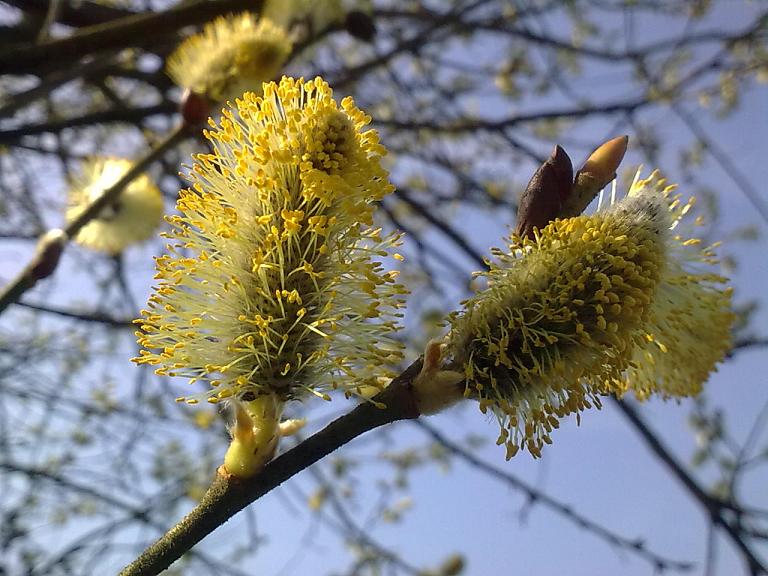 Salix caprea