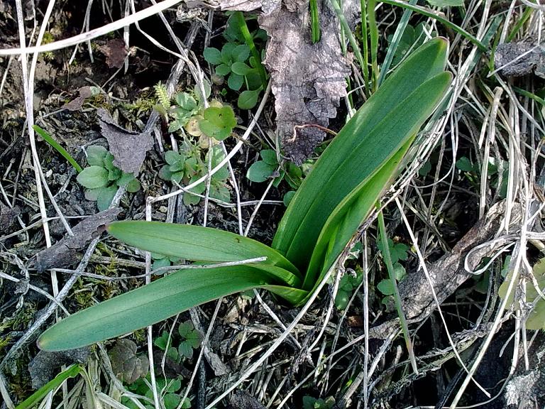 Rosette basali... da identificare!