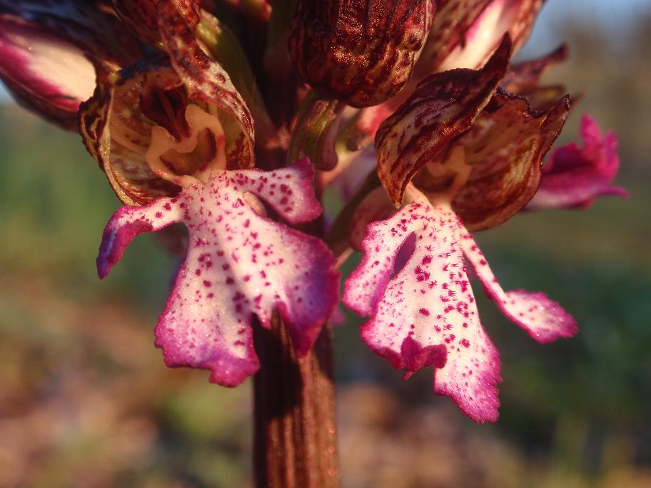 Prima Orchis purpurea in Piemonte