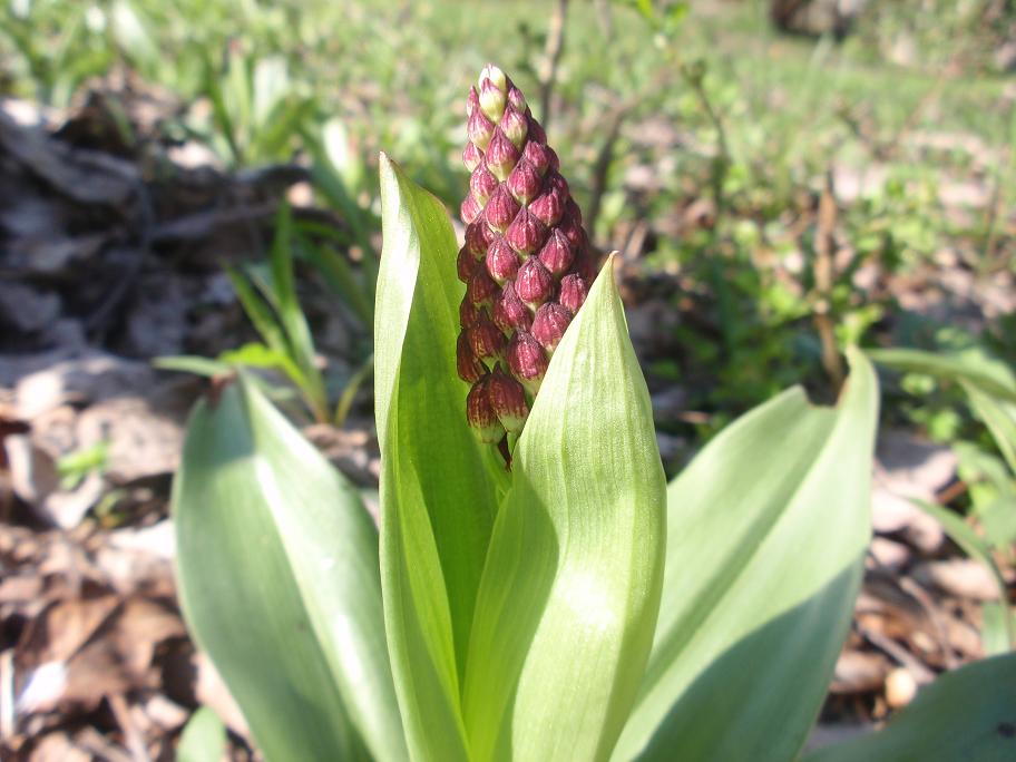 Prima Orchis purpurea in Piemonte