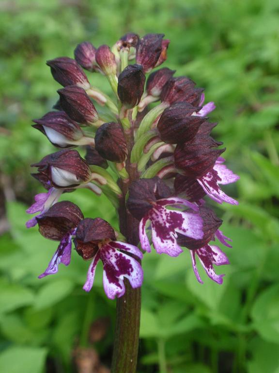 Variabilit di Orchis purpurea!!