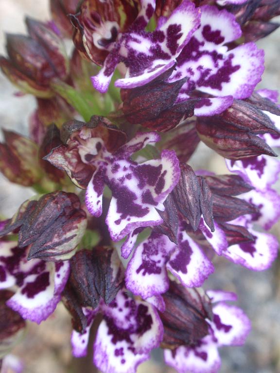 Variabilit di Orchis purpurea!!