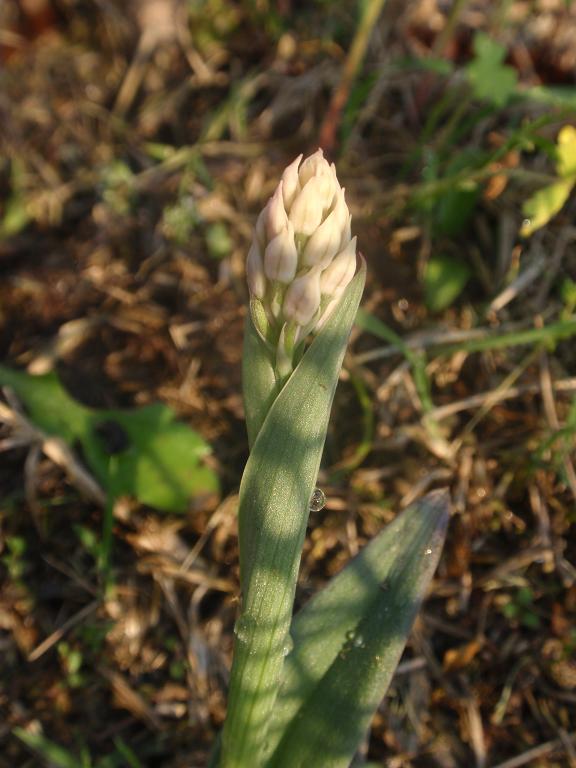 Anche le N. tridentata di preparano!