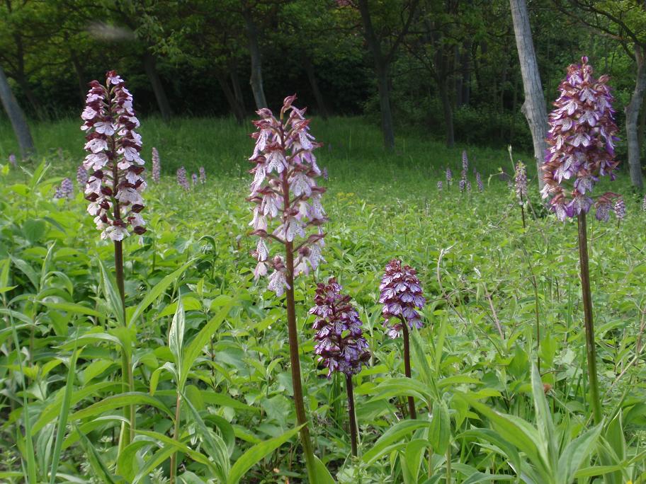 Una distesa di purpurea!