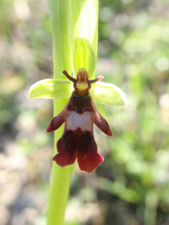 Ophrys insectifera  L. 1753