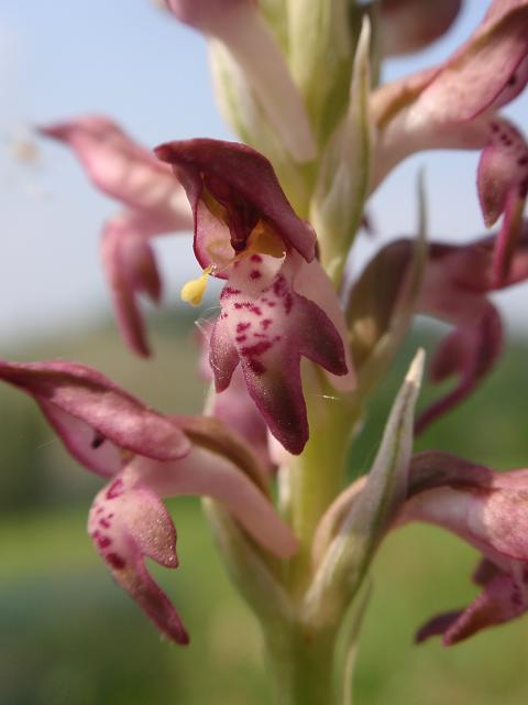 Anacamptis coriophora con impollinatori e...