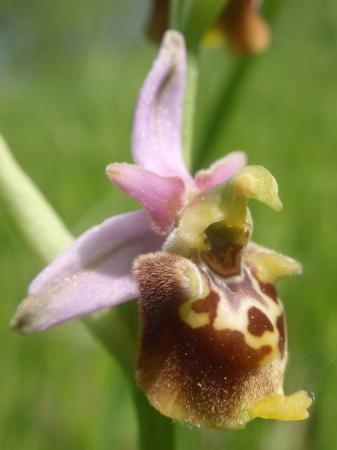 Tutte Ophrys dinarica o... holosericea?!