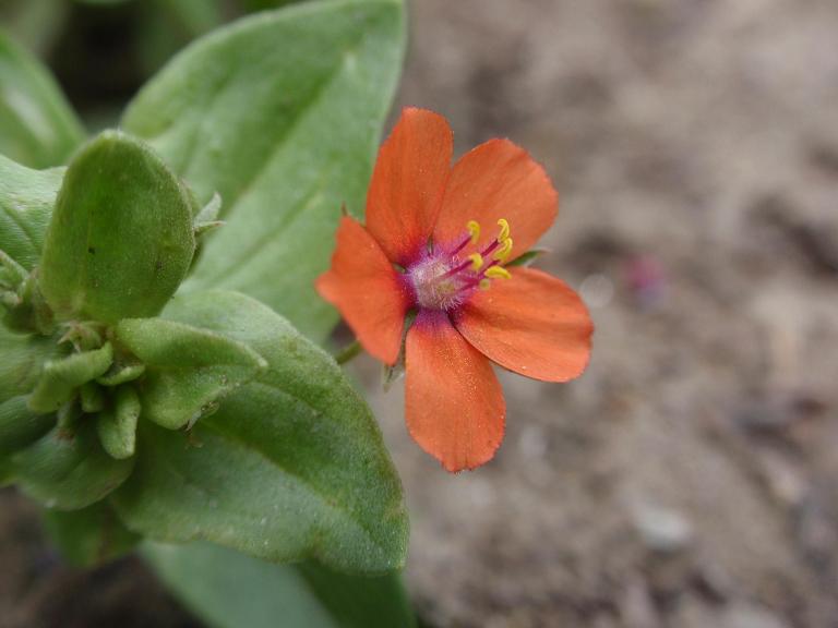 Lysimachia (=Anagallis) arvensis / Mordigallina