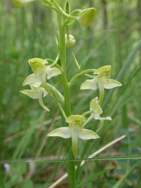 Escursione orchidofila nelle Langhe  (15 maggio)