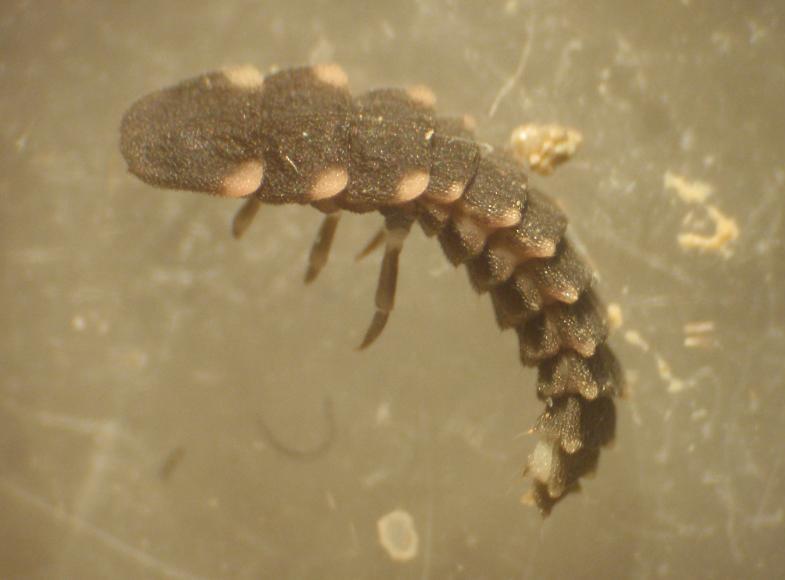 Larva di Lampyris noctiluca - Asti, Piemonte