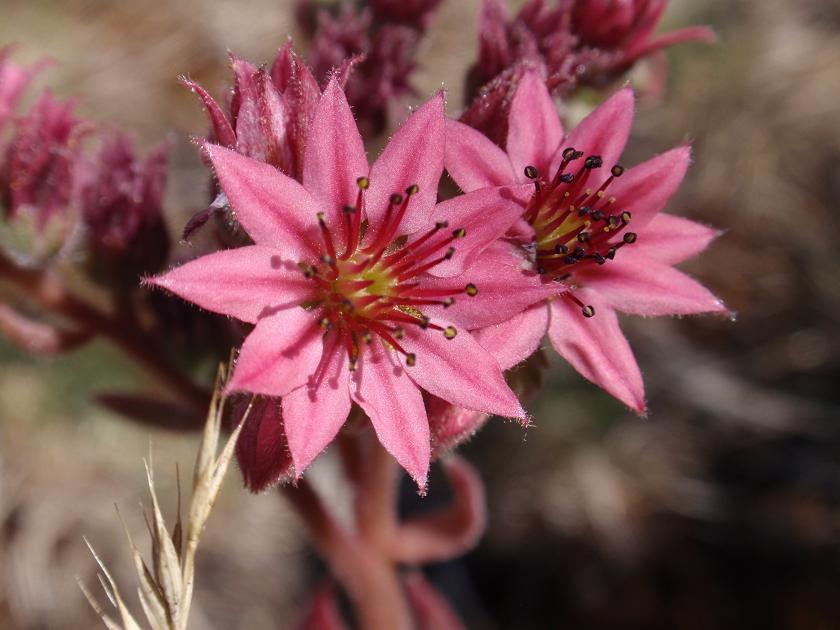 Sempervivum arachnoideum