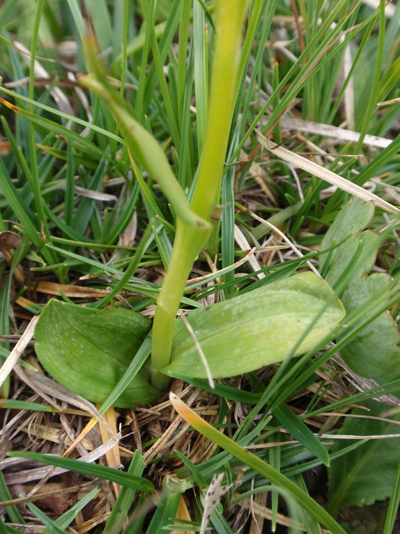 Orchidea dal Trentino: Coeloglossum viride ??