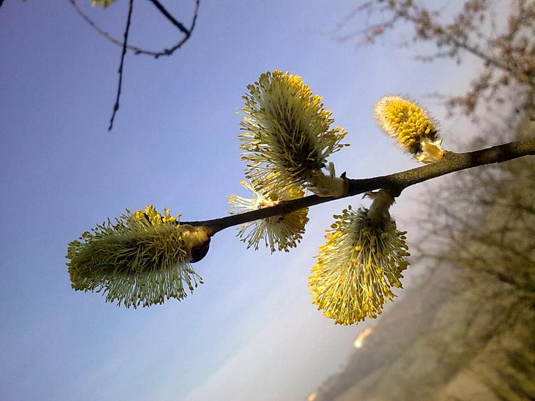 Salix caprea