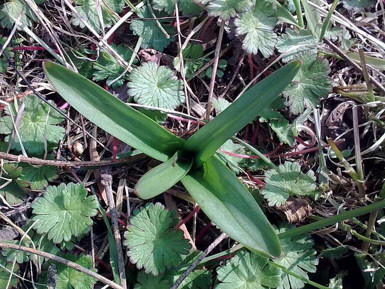 Rosette basali... da identificare!