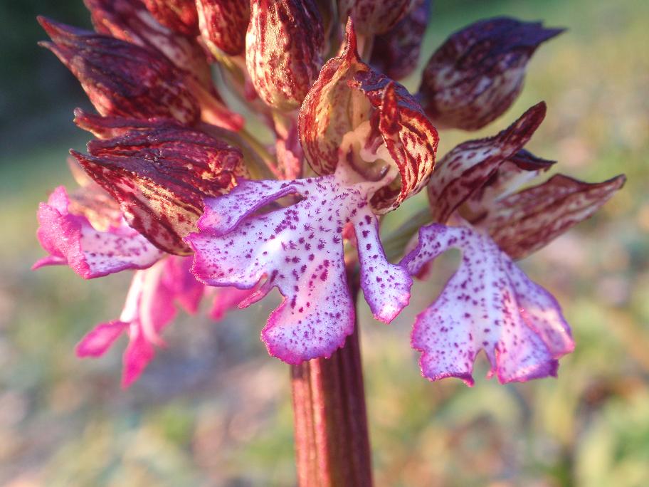 Prima Orchis purpurea in Piemonte