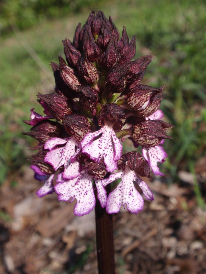 Prima Orchis purpurea in Piemonte