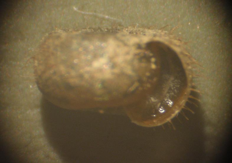 Piccola lumachina pelosa: Helicodonta obvoluta