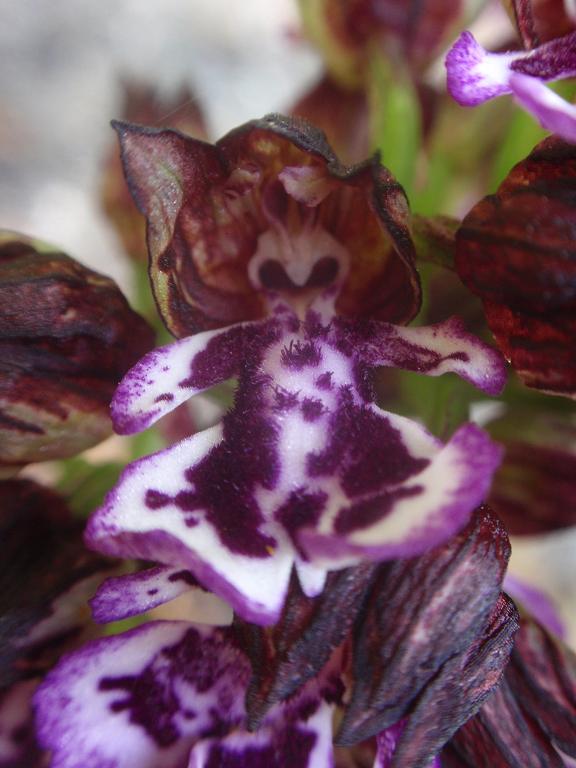 Variabilit di Orchis purpurea!!