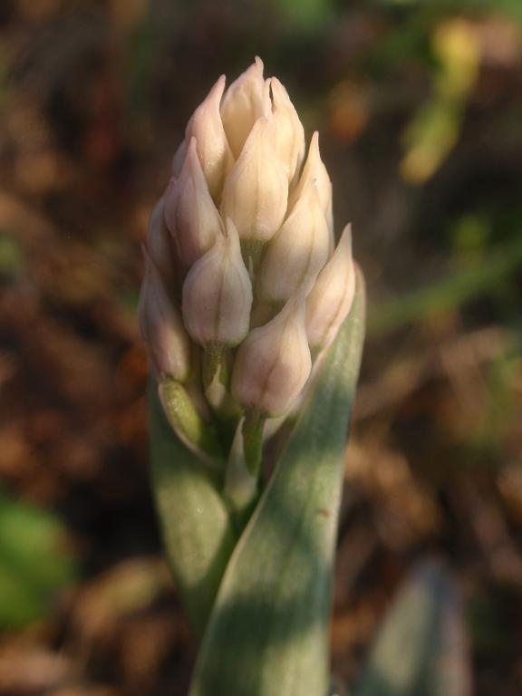 Anche le N. tridentata di preparano!