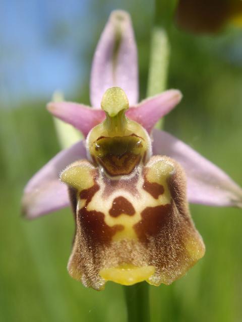 Tutte Ophrys dinarica o... holosericea?!