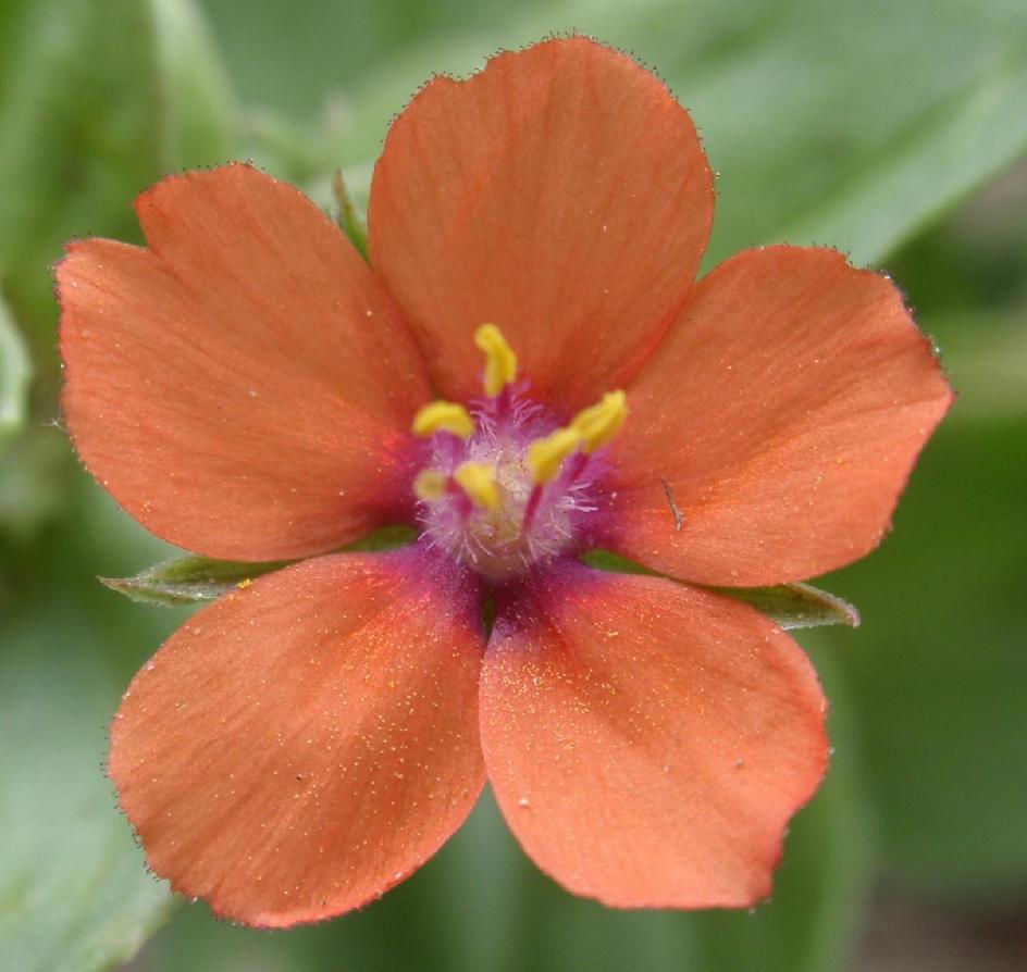 Lysimachia (=Anagallis) arvensis / Mordigallina