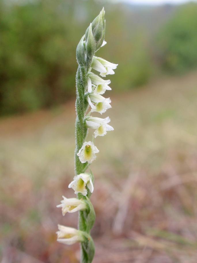 Ancora Spiranthes spiralis