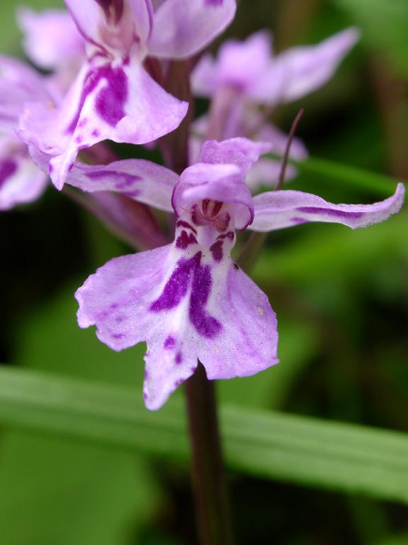 Dactylorhiza... quale?